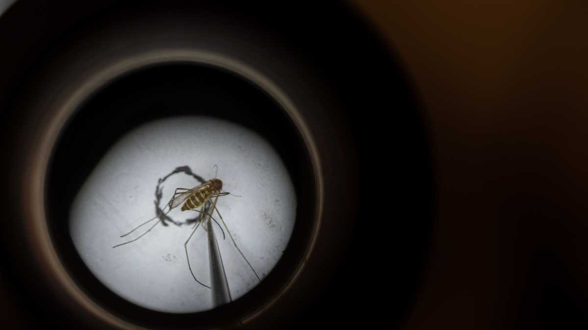 Immagine di La complessità della vita in due decine di amminoacidi