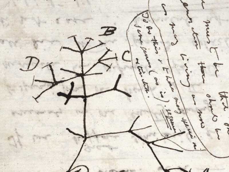 L'albero della vita disegnato da C. Darwin