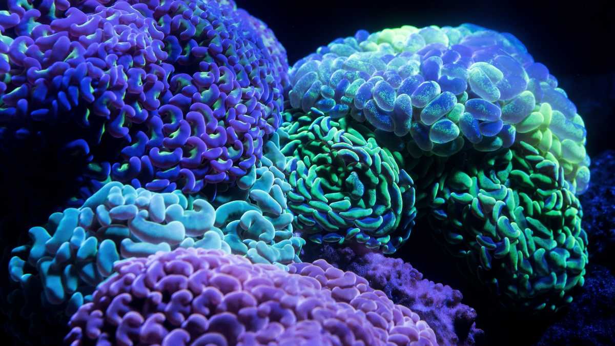 Immagine di Da dove vengono i virus come quello dell'influenza?