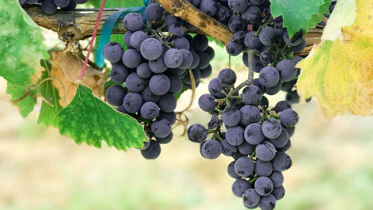 Immagine di Così la vite ci spiega la coevoluzione di specie