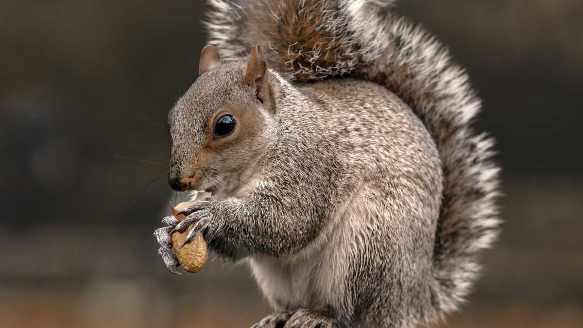 Immagine di Per la tv russa, in occidente siamo messi al punto da mangiare scoiattoli