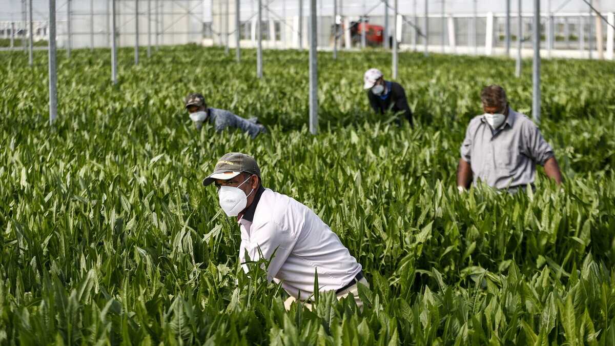 Immagine di Il governo prepara il decreto flussi sui migranti: "Via al censimento dei fabbisogni sul lavoro"