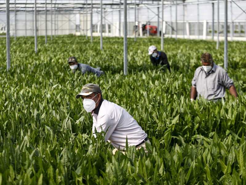 Il governo prepara il decreto flussi sui migranti: "Via al censimento dei fabbisogni sul lavoro"