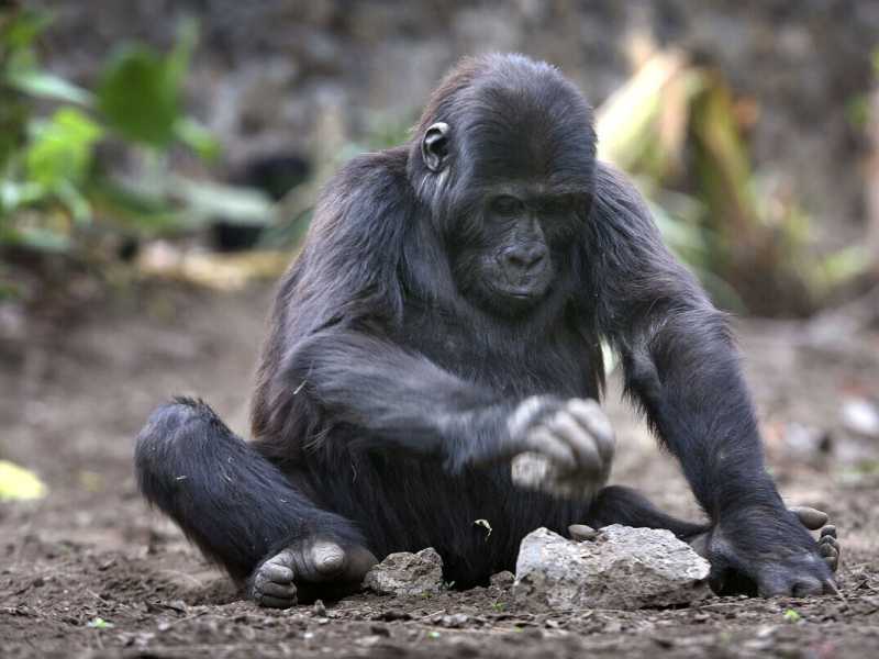 Un gorilla di tre anni rompe una noce di palma con una pietra nel centro del gorilla di Diane Fossey a Goma, RDC (Foto di John Moore/Getty Images)&nbsp;<br />
