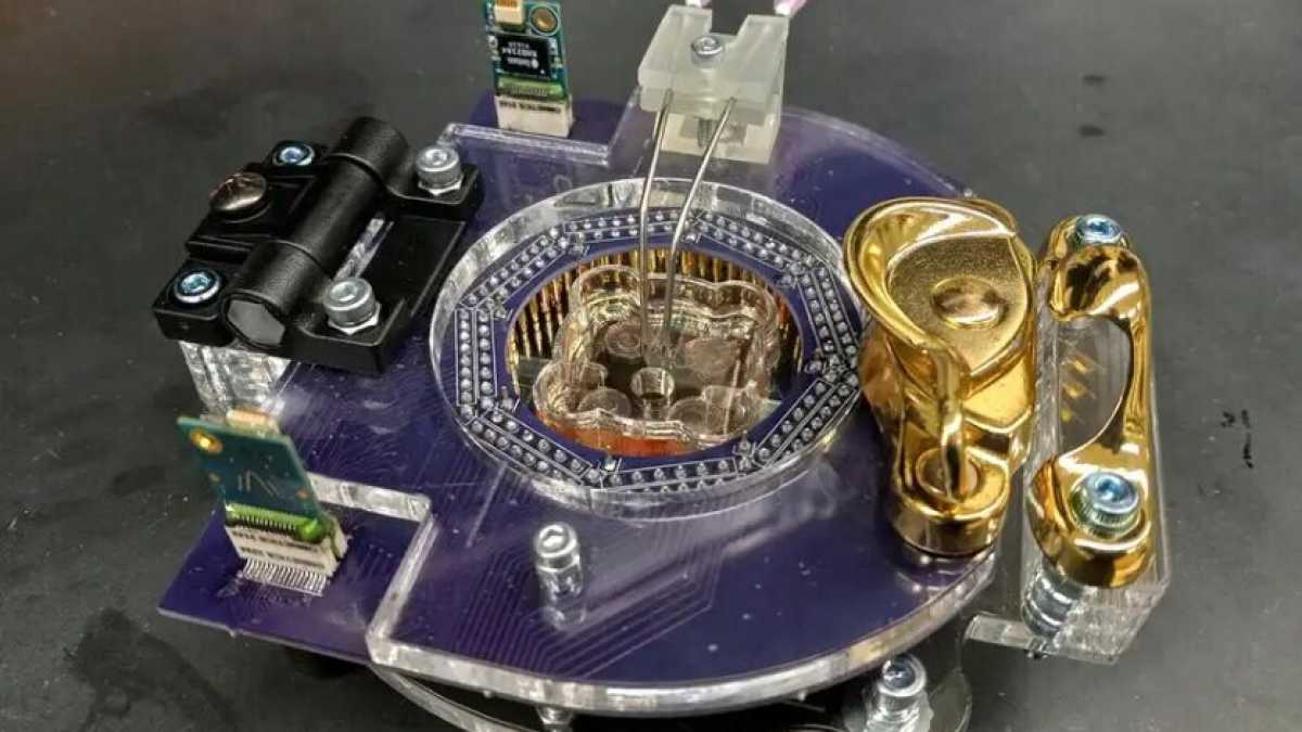 Immagine di La possibilità di creare cervelli bio-meccanici è sempre più una realtà. L'esperimento