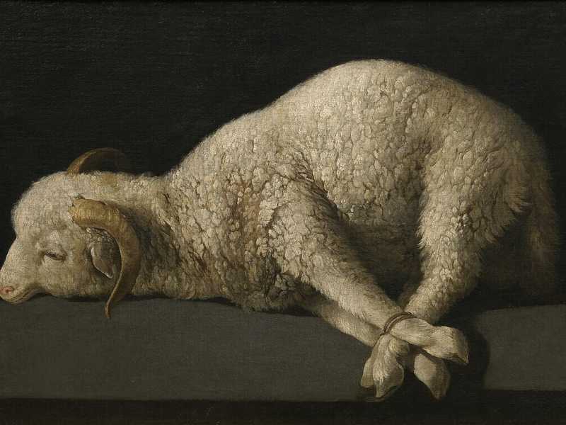 Agnus Dei, Francisco de Zurbarán. (1635-1640), olio su tela, Museo del Prado, Madrid <br />
