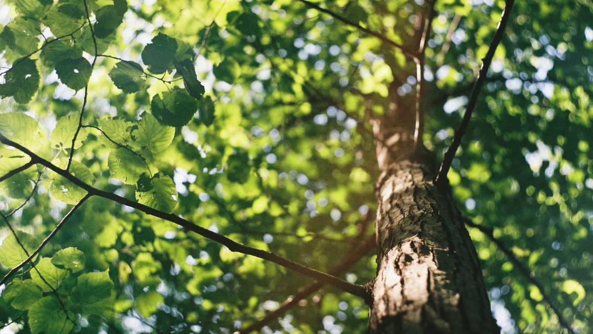 Immagine di L’Ue paga 300 milioni di euro per sei milioni di alberi, e noi piantiamo sei milioni di semi