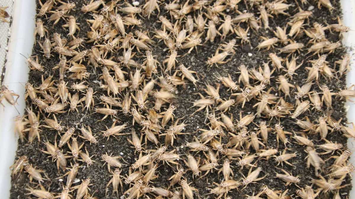 Immagine di La farina di grillo non è l'Apocalisse in cucina. Parla lo chef Lorenzo Cogo