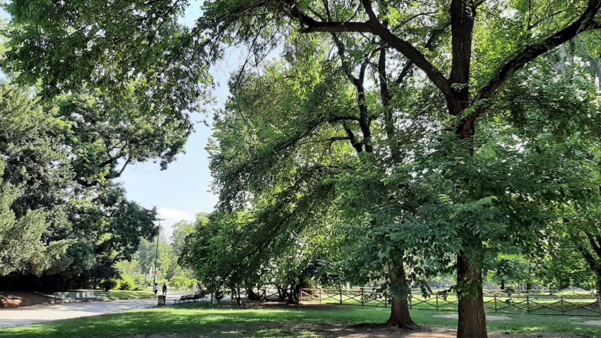 Immagine di Dove ti piazzo l’albero? Il paradosso di Milano che “si foresta” e di un Pnrr da calibrare