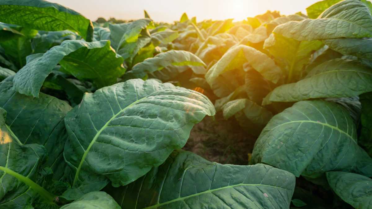 Immagine di Il suono delle piante, un regno meno silenzioso di quello che immaginiamo