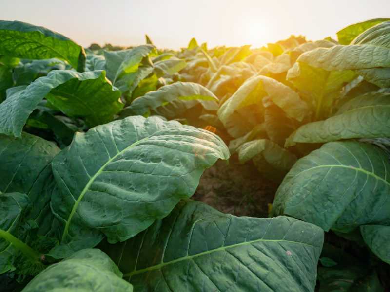 Piantagione di tabacco (foto Siwawut Phoophinyo via Unsplash)&nbsp;<br />