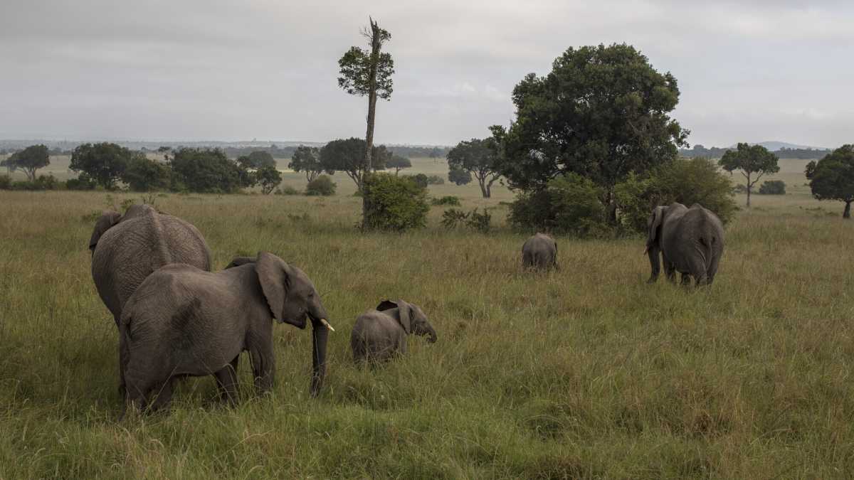 Immagine di La conquista della socialità nell'evoluzione naturale