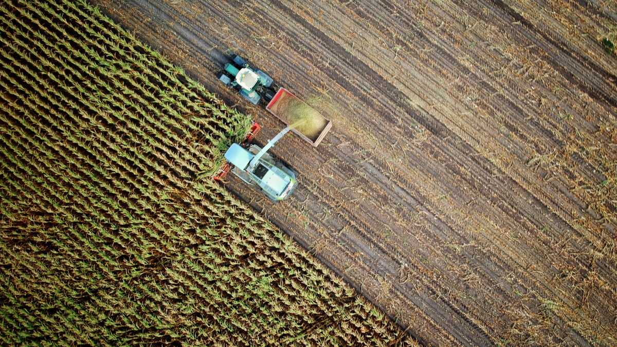 Immagine di Liceo del Made in Italy? Giammai! Lunga vita all'istituto tecnico agrario