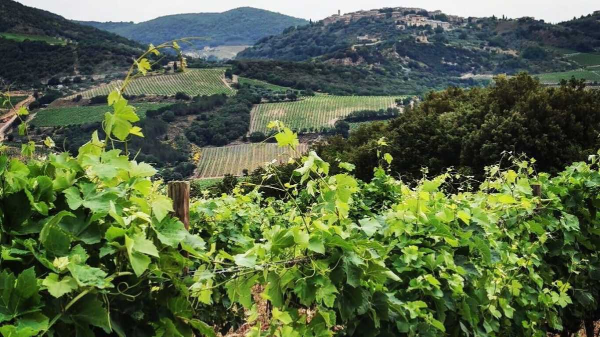 Immagine di Perché il vino non deve fuggire da innovazione e tecnologia