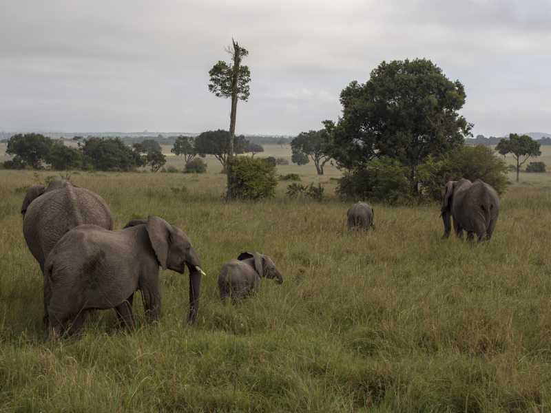 <span style="color: rgb(8, 8, 8); font-family: Lato, sans-serif; font-size: 14px;">Siegfried Modola / Getty Images</span>