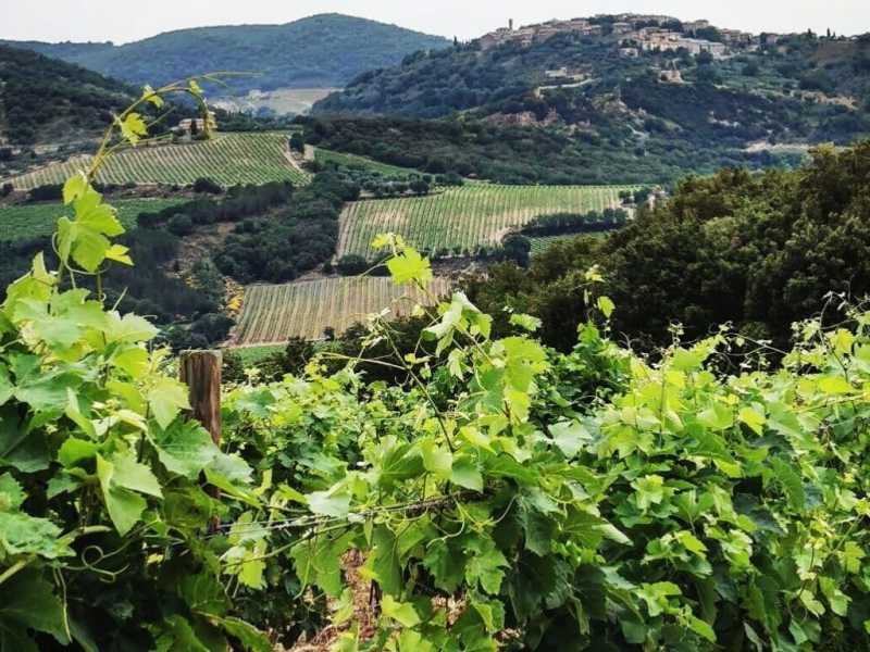 Foto tratta dalla pagina Facebook&nbsp;Ciacci Piccolomini d' Aragona<br />