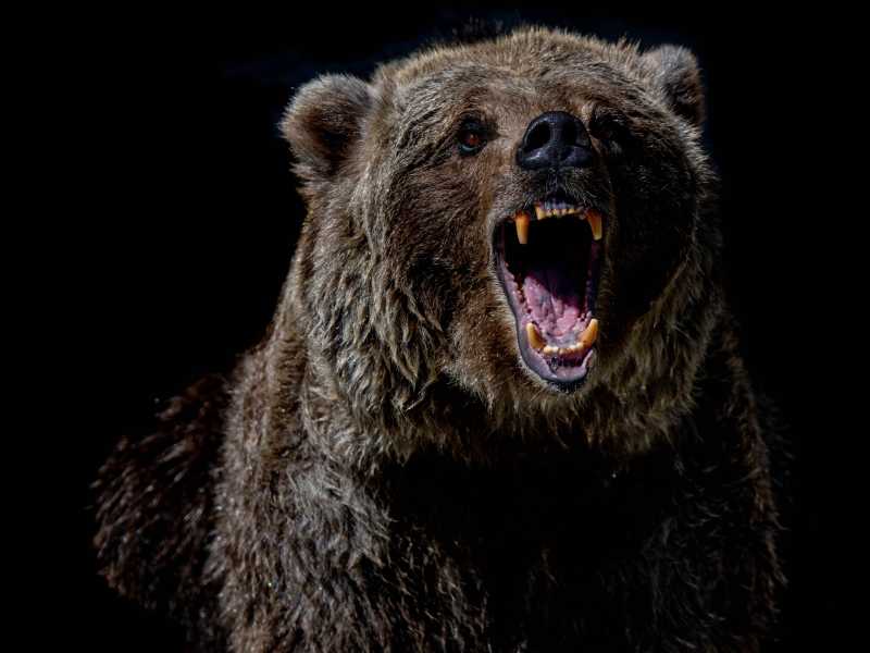 Cercarsela con l'orso