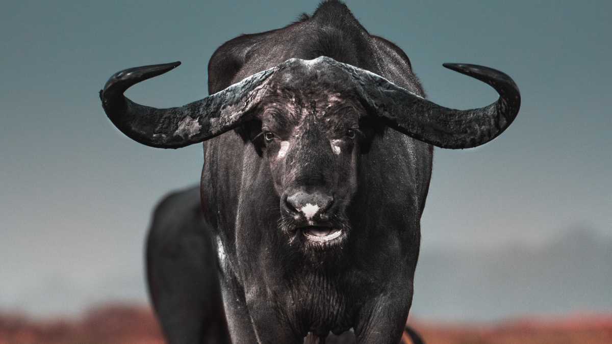 Immagine di L'ultima moda a Milano è il "lucchetto bovino". Scoprite di che si tratta