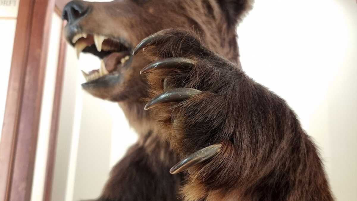 Immagine di I vecchi musei rappresentano le belve come si deve: pericolose e da abbattere