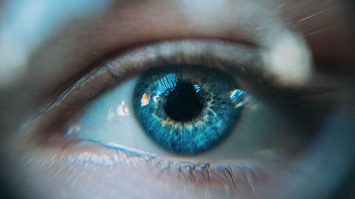 Immagine di Il funzionamento della vista nell'uomo dimostra quanto è transgenica la natura