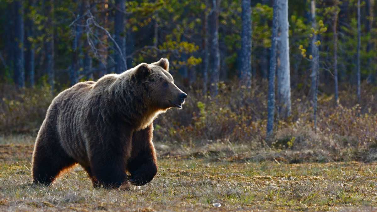 Immagine di Dire che un orso è “recidivo” è un modo per esorcizzare la natura