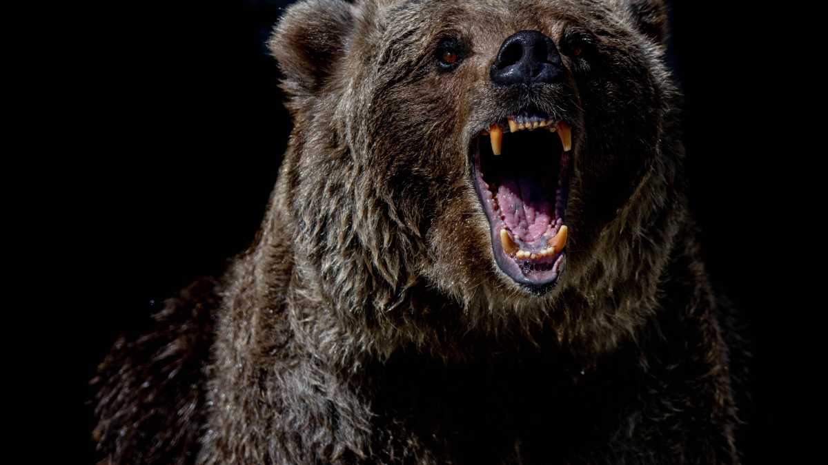 Immagine di Gli animalisti siano chiamati sequestratori e razzisti, in una parola: antiumani