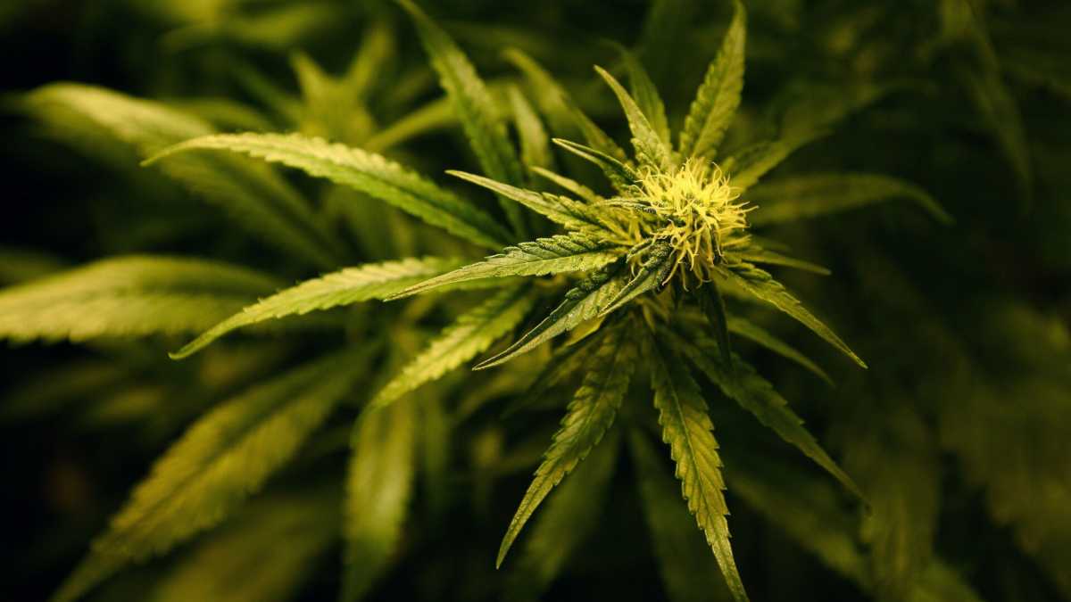 Immagine di Legalizziamo la cannabis? Un girotondo di opinioni