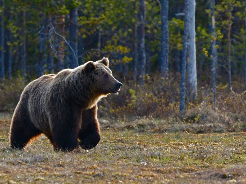 Dire che un orso è “recidivo” è un modo per esorcizzare la natura
