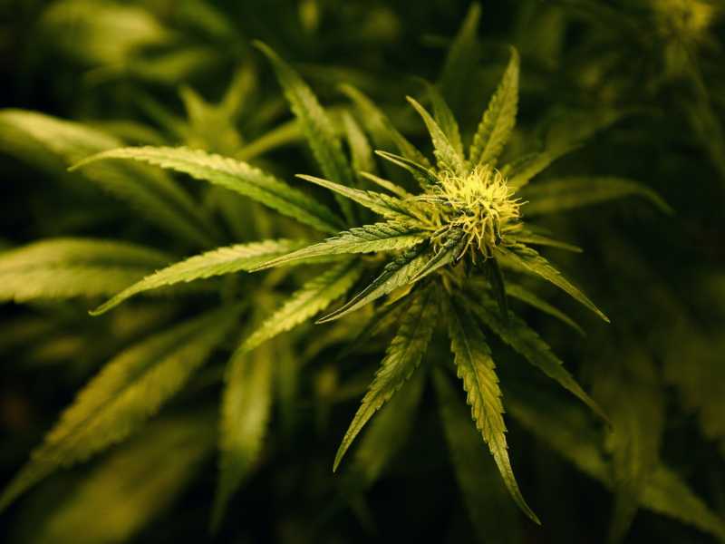 Legalizziamo la cannabis? Un girotondo di opinioni