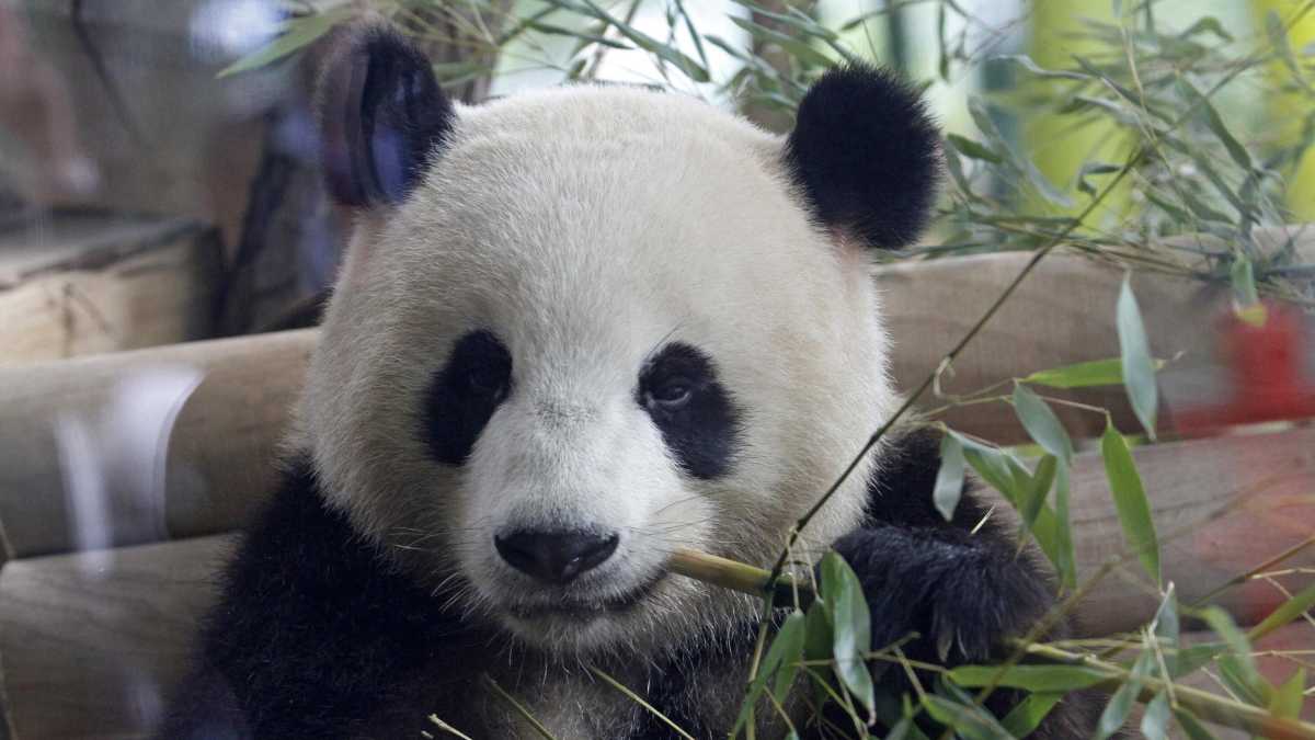 Immagine di I panda vanno dove Pechino vuole. Segnali diplomatici per Francia e America