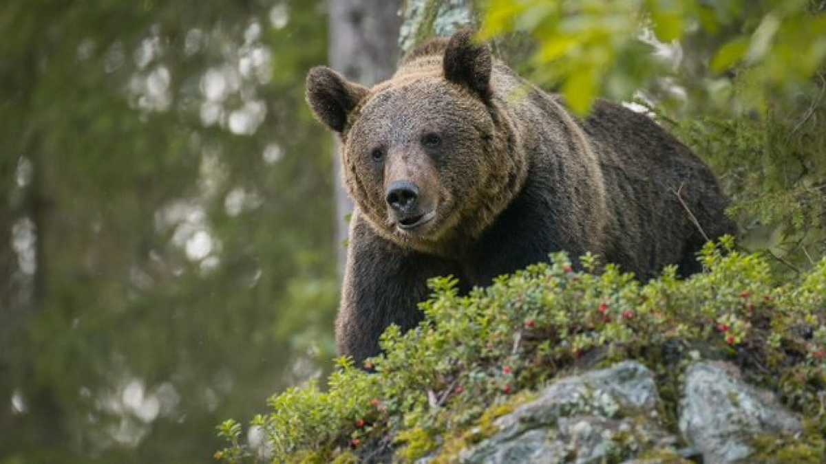 Immagine di Il Tar salva ancora una volta l'orsa JJ4: sospesa l'ordinanza di abbattimento