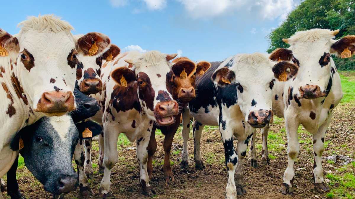 Immagine di No alla carne sintetica? Prima chiediamoci cosa c'è di naturale in un allevamento intensivo
