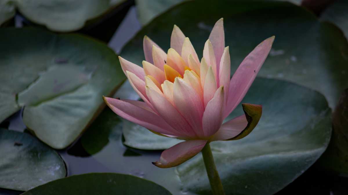 Immagine di Il destino le separa ma loro, madri della stessa figlia, saranno legate per sempre