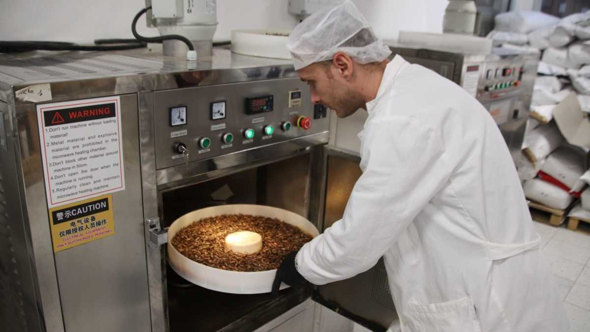 Immagine di La filiera del grillo. Il business alimentare del futuro è servito