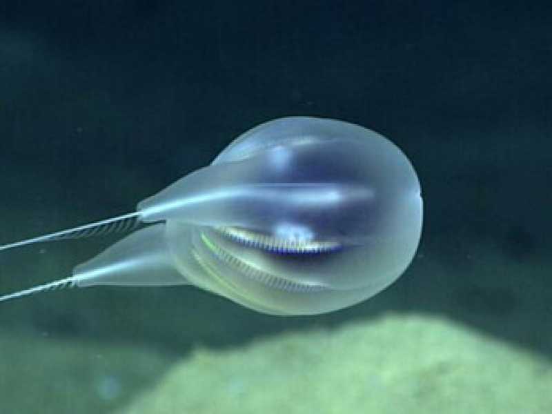 L'immagine di uno ctenoforo (Foto Noaa)