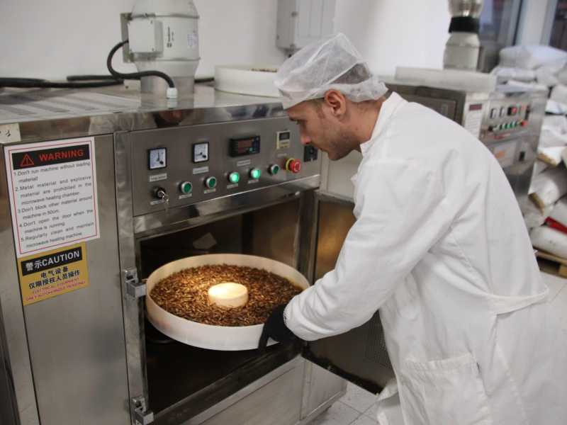 La filiera del grillo. Il business alimentare del futuro è servito
