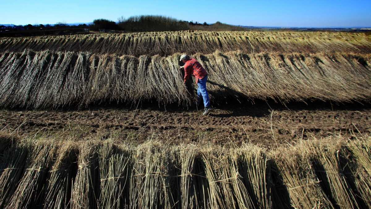 Immagine di Il grande contributo dell’intelligenza artificiale alla scienza (e all’agricoltura)