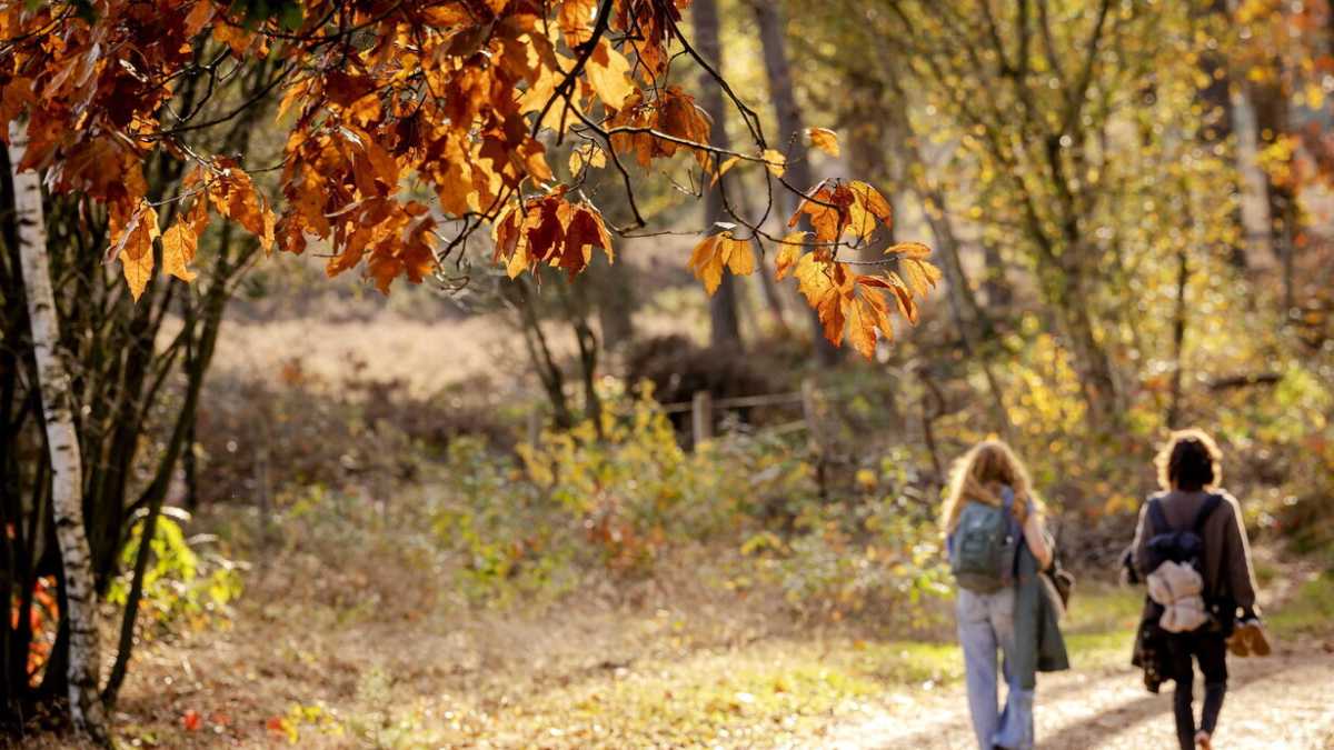 Immagine di Allargare il polmone verde del paese coi soldi del Pnrr è più difficile di quanto si creda