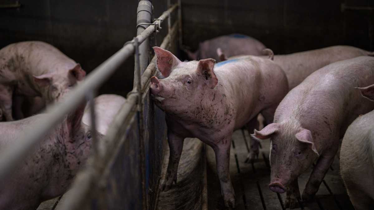 Immagine di Qualche verità sull’uso eccessivo di antibiotici negli allevamenti italiani