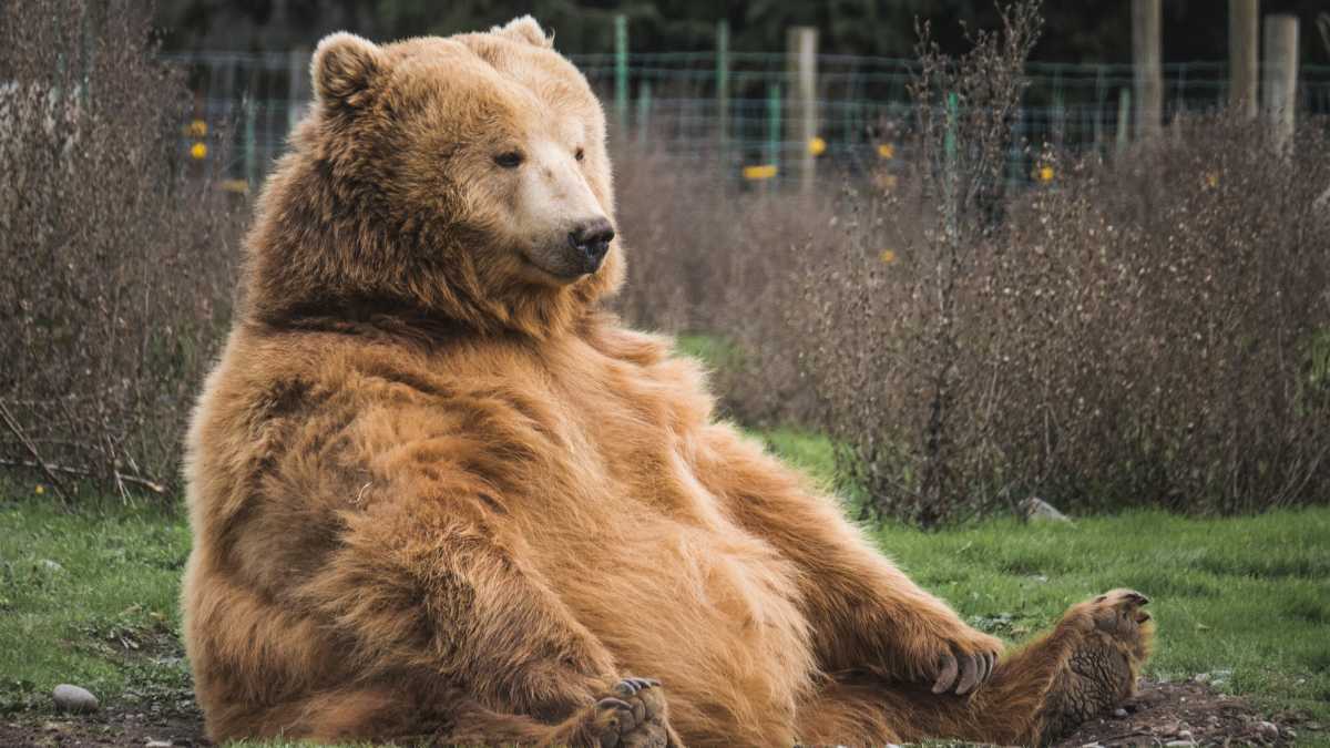 Immagine di Rispetto più io gli orsi che li voglio morti, non ergastolani né eunuchi