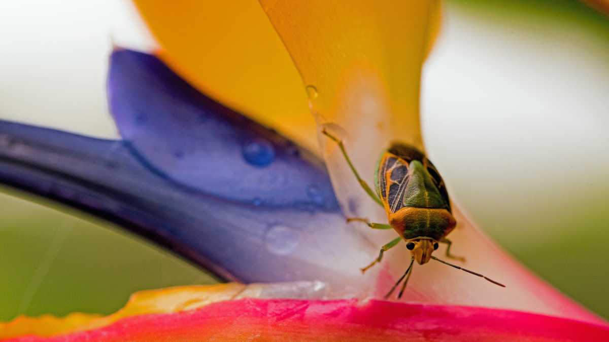Immagine di Solo le specie più sviluppate usano attrezzi? Non proprio