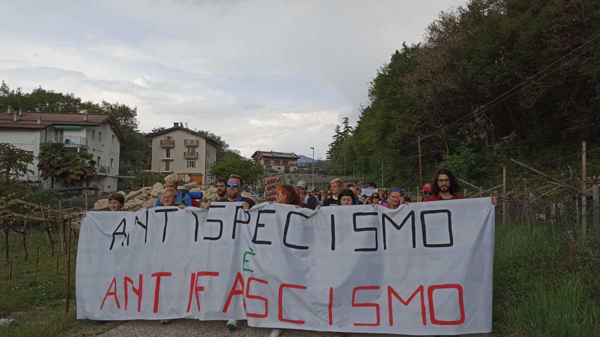 Immagine di Se il killer è l'orso maschio
