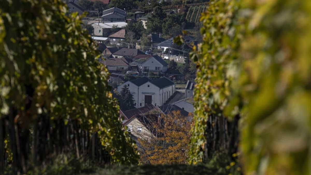 Immagine di Cercare lavoratori ben pagati e non trovarli: il caso della Cantina Todini in Umbria