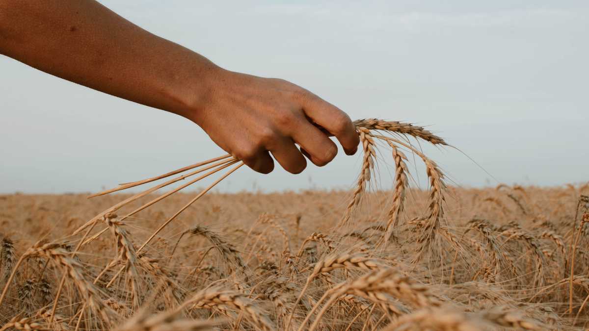 Immagine di Altro che sovranismo alimentare, piante e semi migrano da sempre