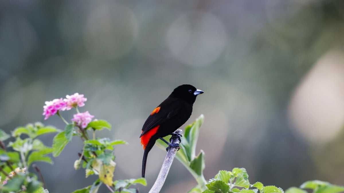 Immagine di Ragioni per difendere e promuovere la biodiversità