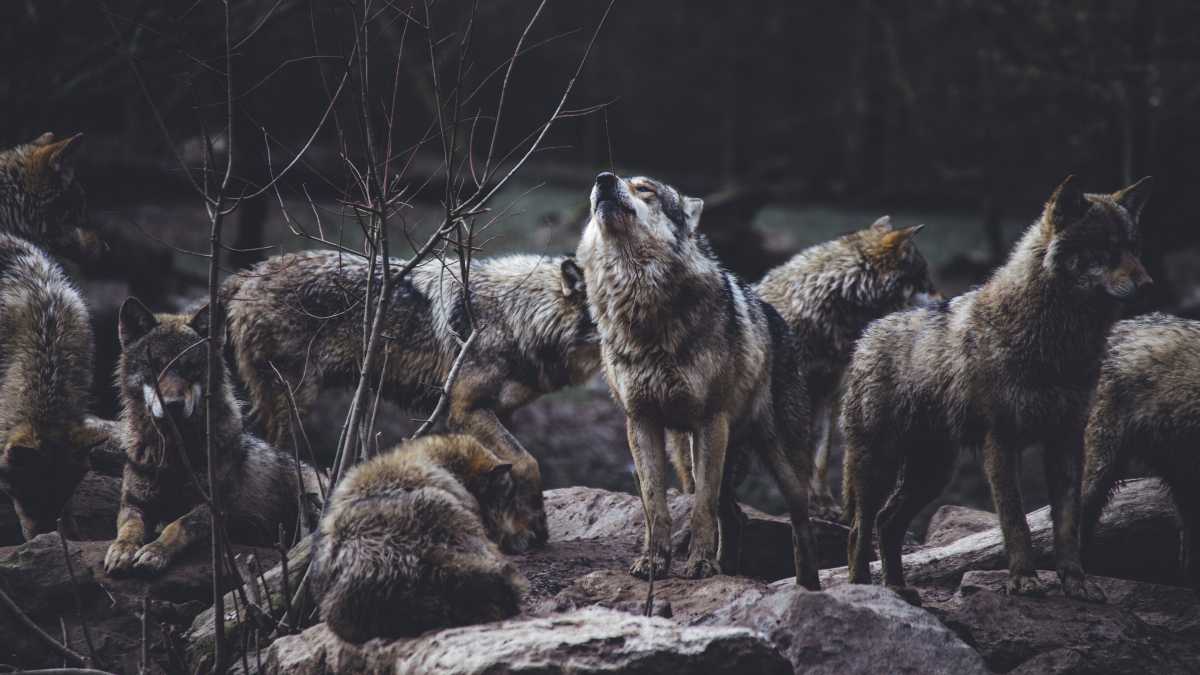 Immagine di Il no alla caccia è no alla biodiversita