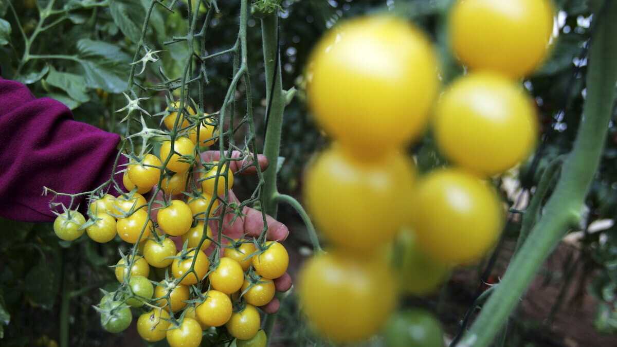 Immagine di Sì alla sperimentazione degli Ogm (chiamati Tea)