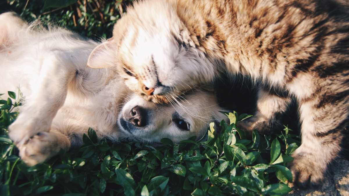 Immagine di A cani e gatti, sempre più umanizzati, manca solo la comunione