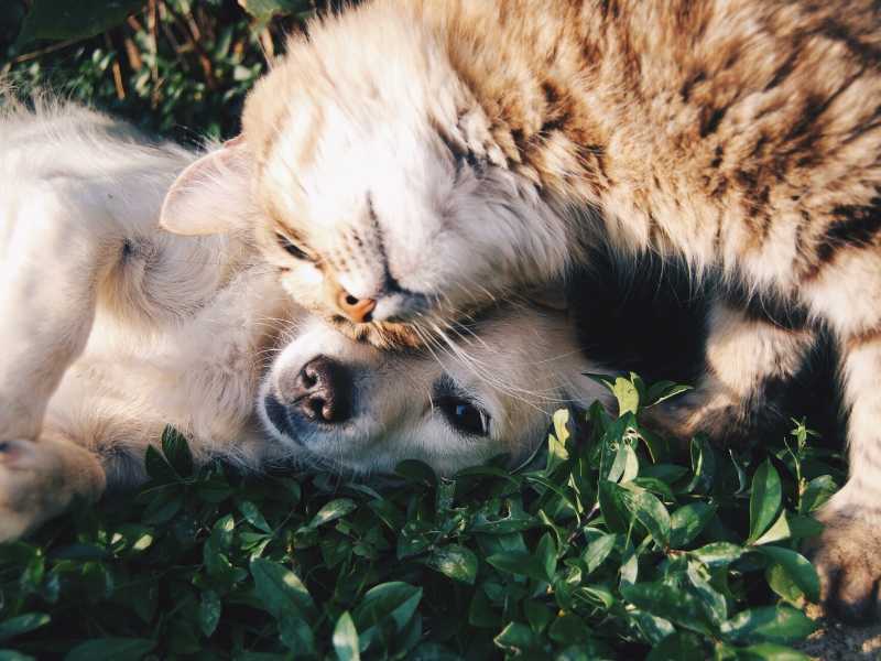Foto di Krista Mangulsone su Unsplash