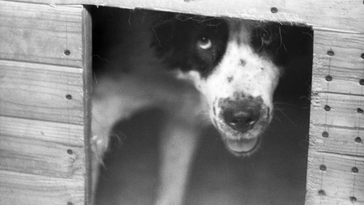 Immagine di Uomini e cani a Odessa